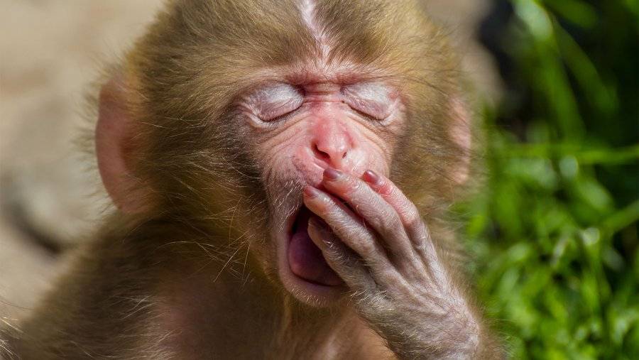 1_macaca_fuscata_juvenile_yawning_0.jpg