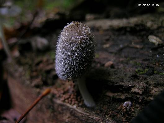 coprinus_lagopus_01.jpg