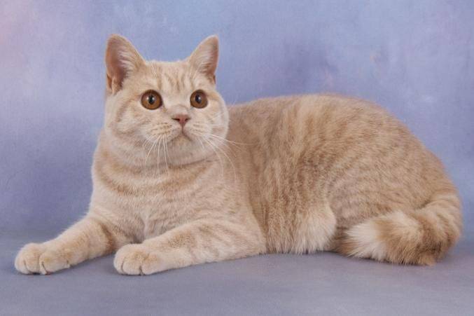 female-cream-british-shorthair-52caccb199c20.jpg