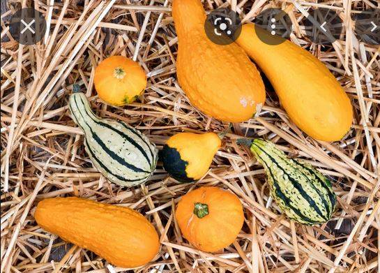 gourds.JPG