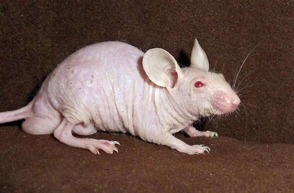 hairless-bald-animals-14.jpg