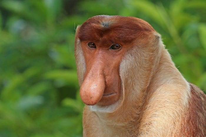 monkeynose.jpg