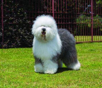 old-english-sheepdog-detail.jpg