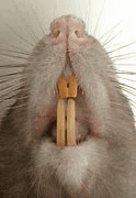 rat face.png