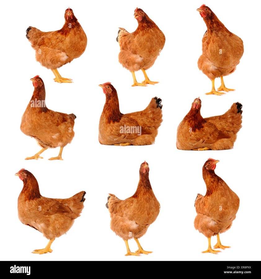 set-of-brown-chicken-isolated-on-white-studio-shot-ER8PXX.jpg