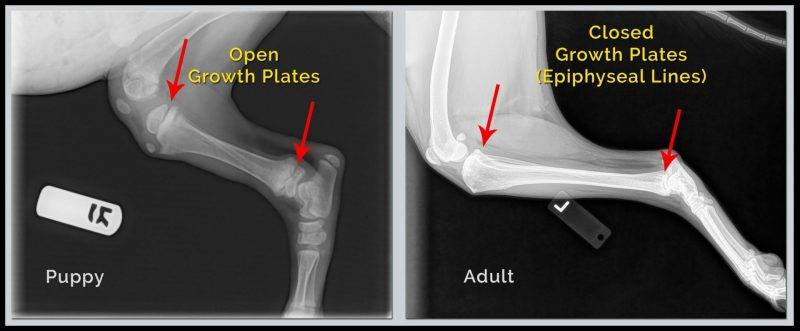 xray-of-growth-plates-800x331.jpg