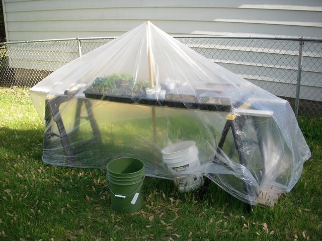 05-ghetto-greenhouse-2009-05-16.jpg